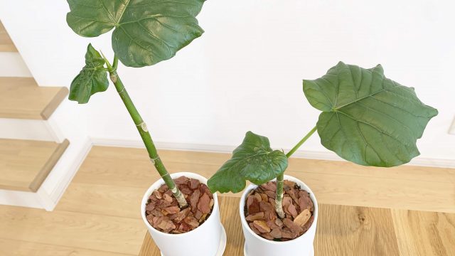 いつの間にか衣類や壁紙に現れるシミがガンコな理由と そのシミの落とし方 茂木和哉のブログ 公式